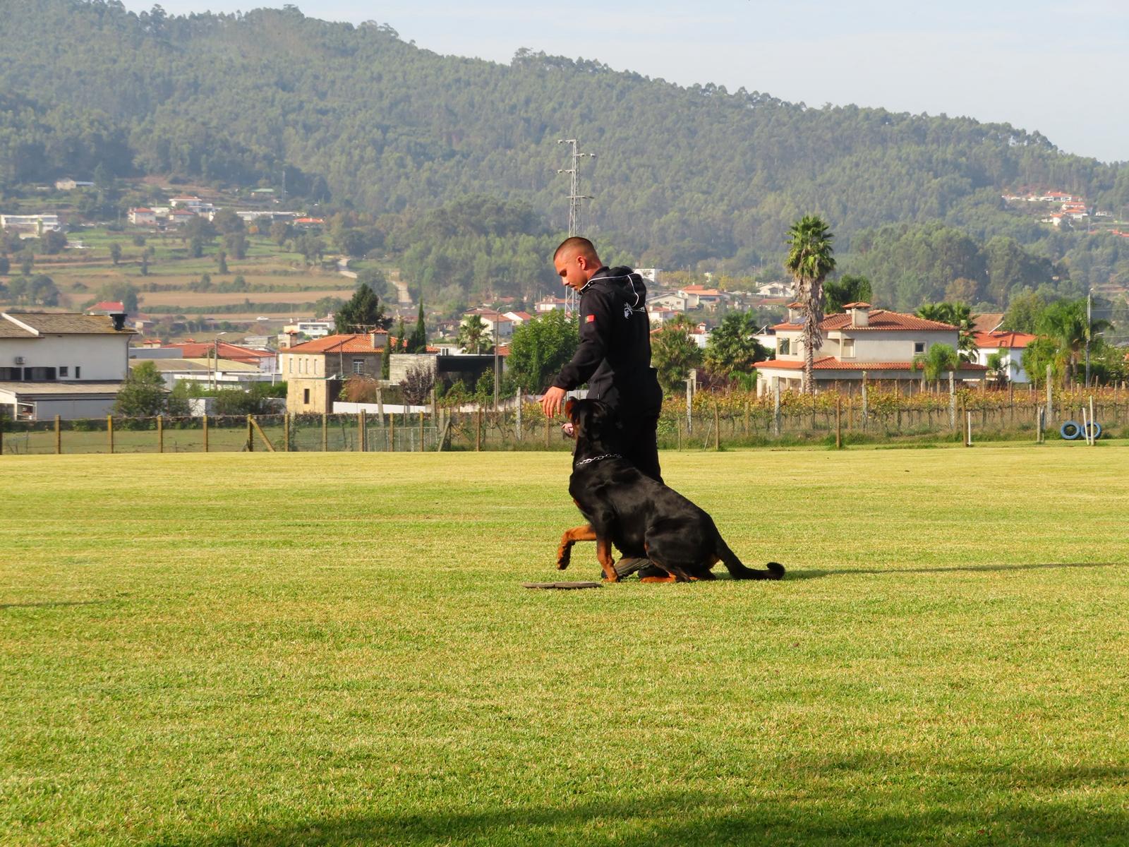 Treino de Obediência Desportiva